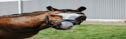 Dressyr hästar till salu: Schoolmaster fei pony - Annons 4