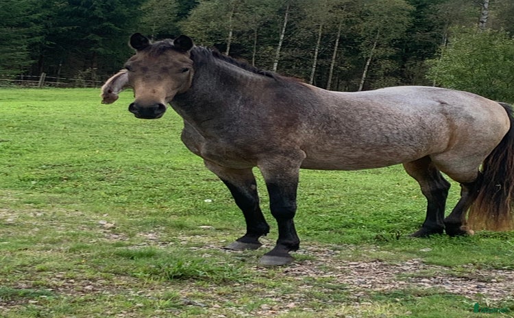  hästar i Vaggeryd - Annons 10