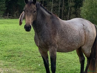 hästar i Vaggeryd - Annons 16