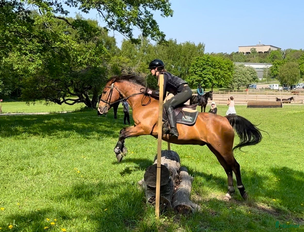  hästar Sökes: valack som älskar hoppning!! i Bromma - Annons 10