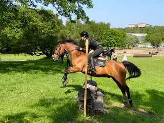 hästar Sökes: valack som älskar hoppning!! i Bromma - Annons 10