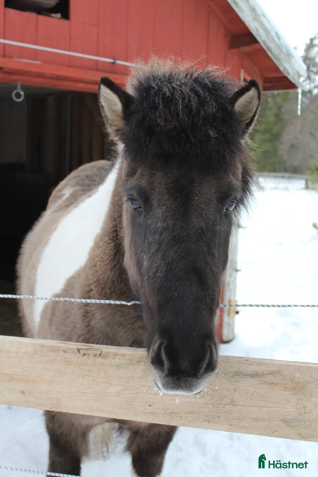 Allround hästar till salu: Social 5-gångare med personlighet på Åland i Grisslehamn - Annons 3