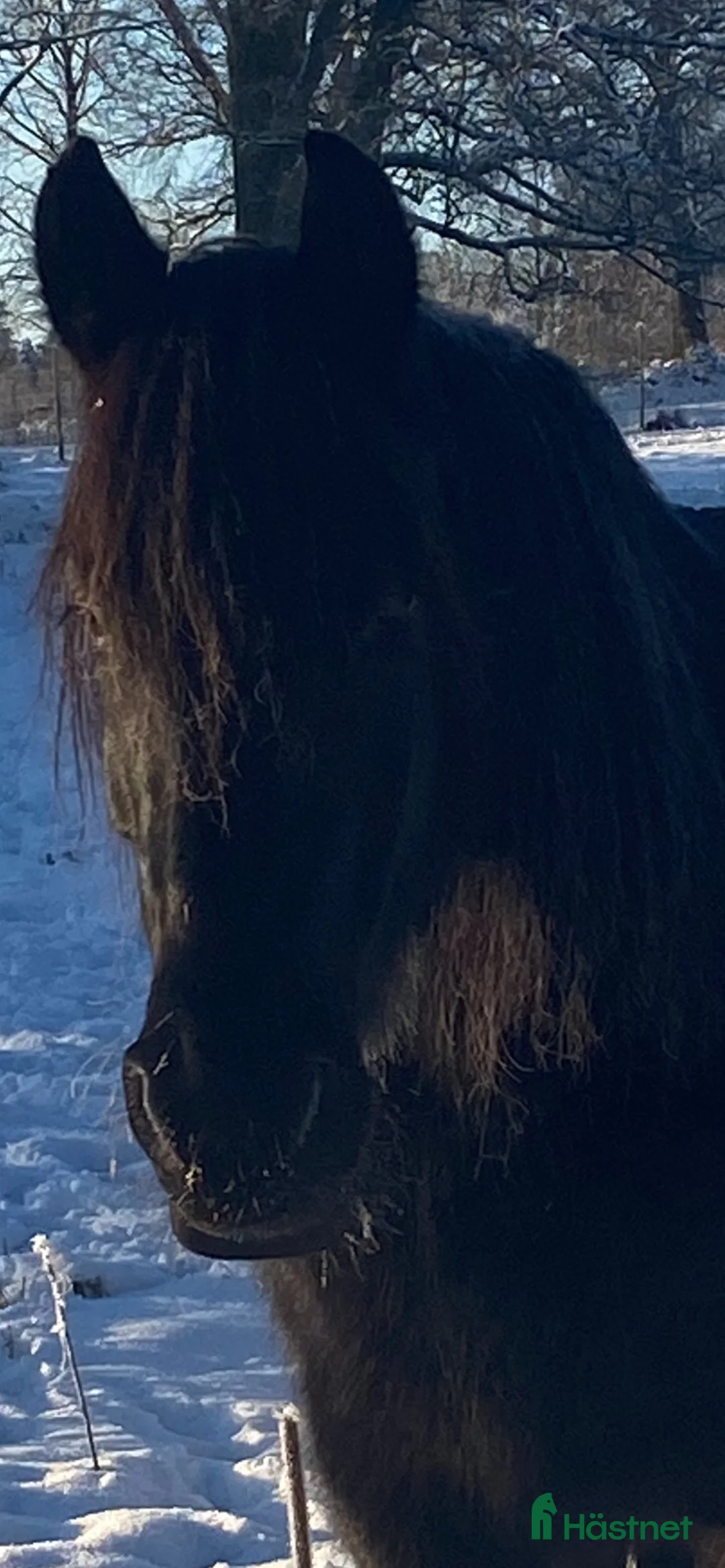 Allround hästar till salu: Två underbara ston säljes tillsammans i Ätran - Annons 4