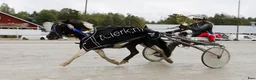 Allround hästar till salu: Sportig stor shetlandsponny - Annons 6