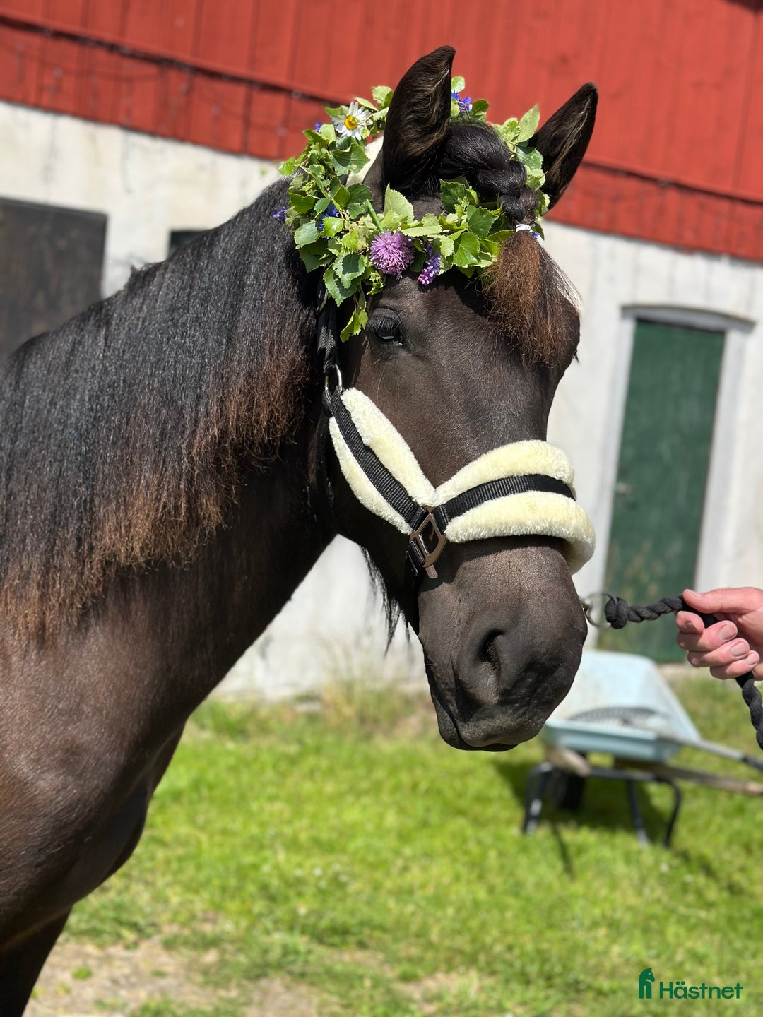 Allround hästar till salu: Snygg Nordsvensk (tingad till 6/12) i Grästorp - Annons 5