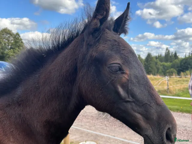 hästar till salu: Framtidens stjärna swb sto föl - Annons 2