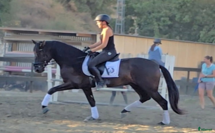  hästar i Mijas - Annons 16