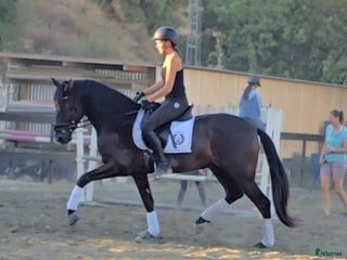 hästar Trevliga hästar I Spanien i Mijas - Annons 6