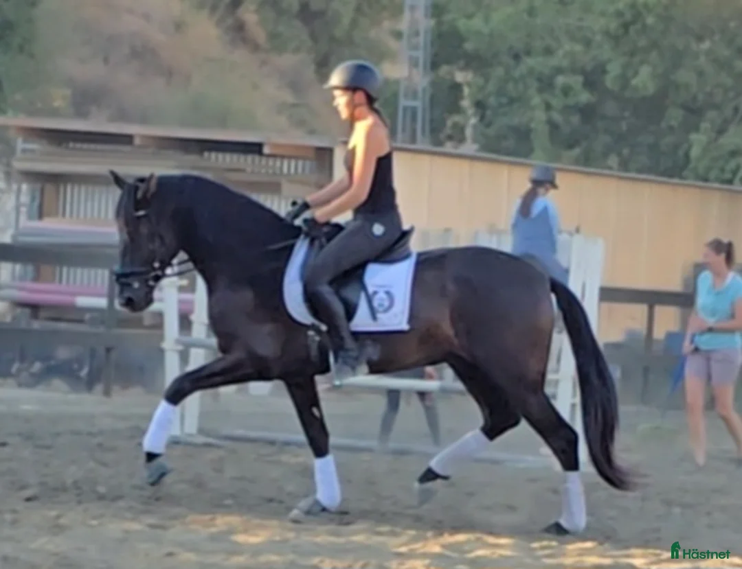 Dressyr hästar till salu: Trevliga hästar I Spanien  i Mijas - Annons 1