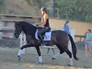 hästar Trevliga hästar I Spanien i Mijas - Annons 2