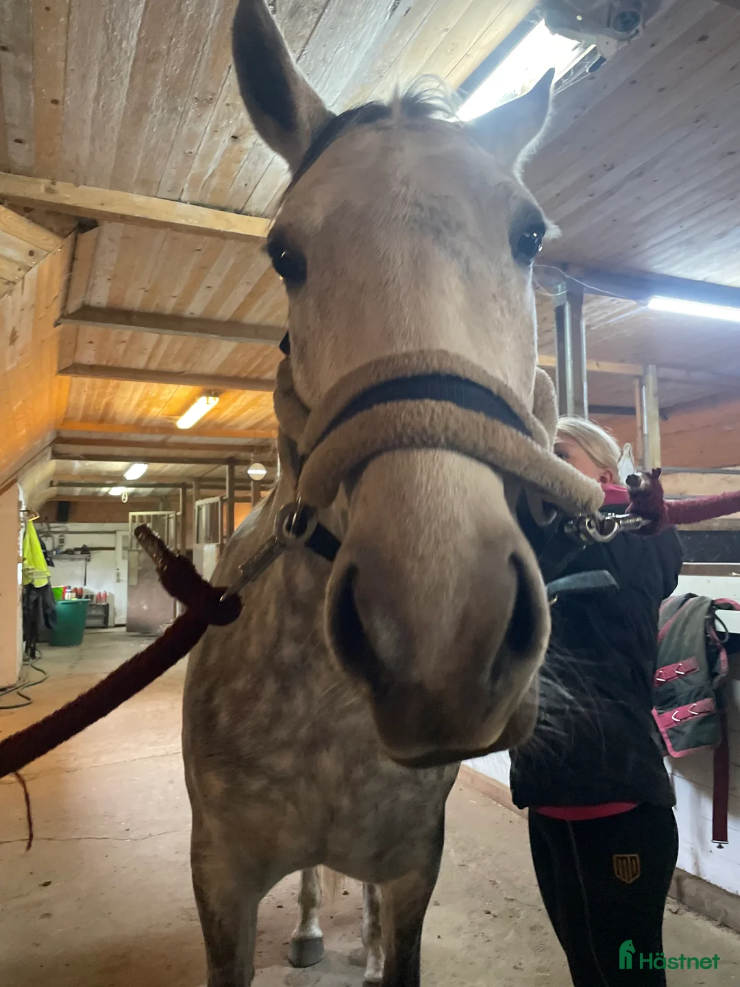  stallplats finnes: 2-3 lediga boxplatser, mysigt  stall i Vallåkra  i Glumslöv - Annons 2