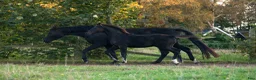 Dressyr hästar till salu: Mycket vacker svart hingst född -25 - Annons 3