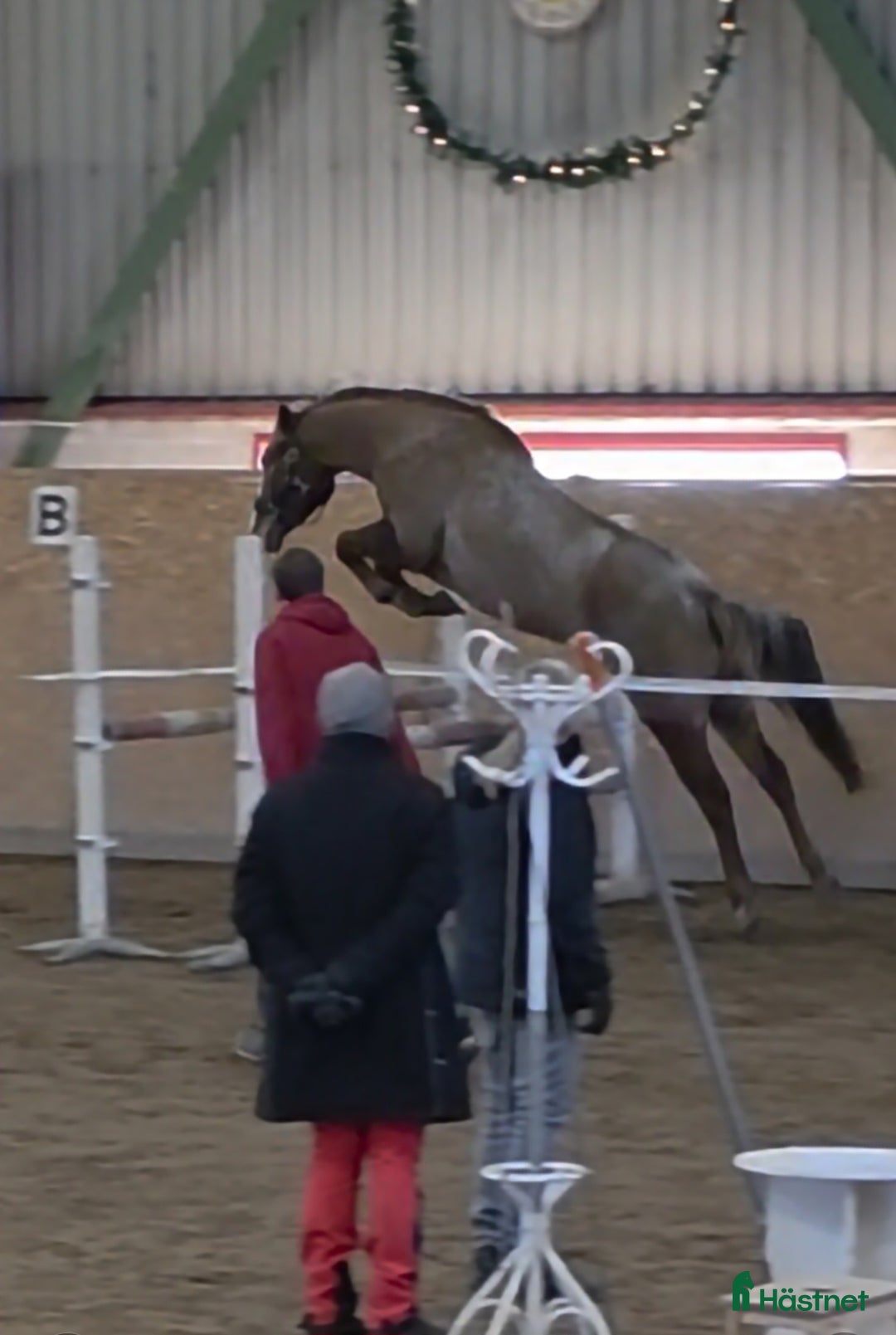 Allround hästar till salu: Drömponny  i Munka-ljungby - Annons 6