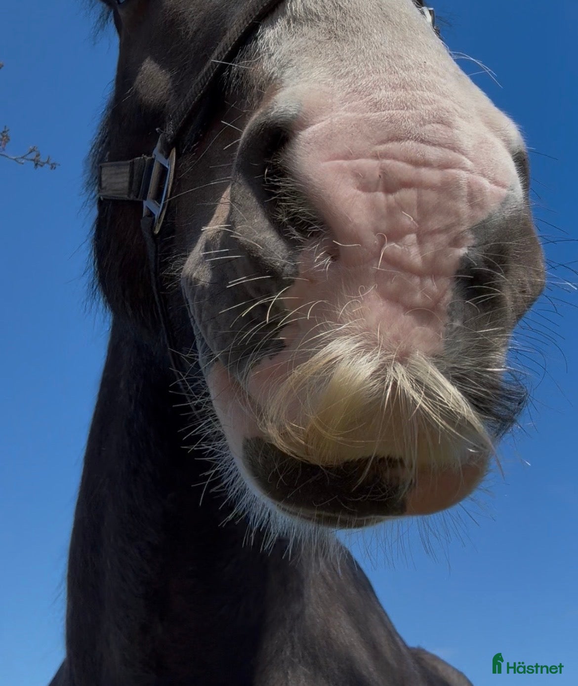  hästar ✨Irish Cob sökes✨ - Annons 10
