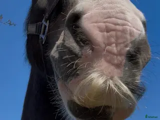hästar ✨Irish Cob sökes✨ - Annons 10