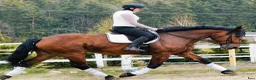 Allround hästar till salu: Magnificent allrounder - unique look - Annons 10
