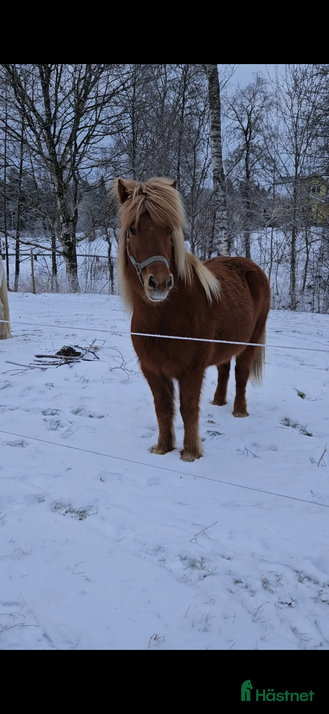Island hästar till salu: Snälla underbara Stina måste nu flytta i Annerstad - Annons 5