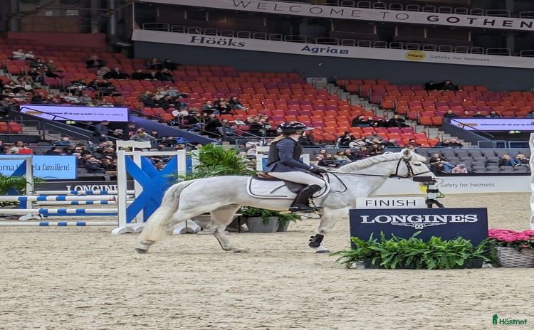  hästar i Arnäsvall - Annons 12