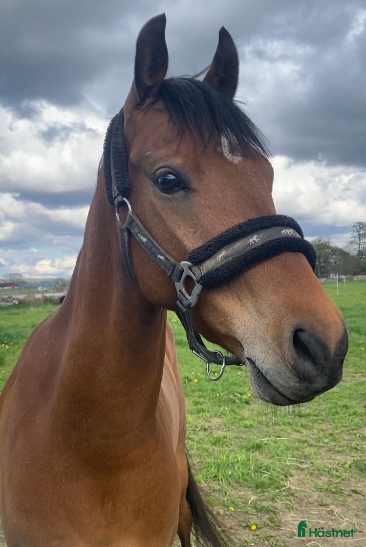  hästar ⭐️ Lovande allroundponny ⭐️ (nu annons med filmer) - Annons 1