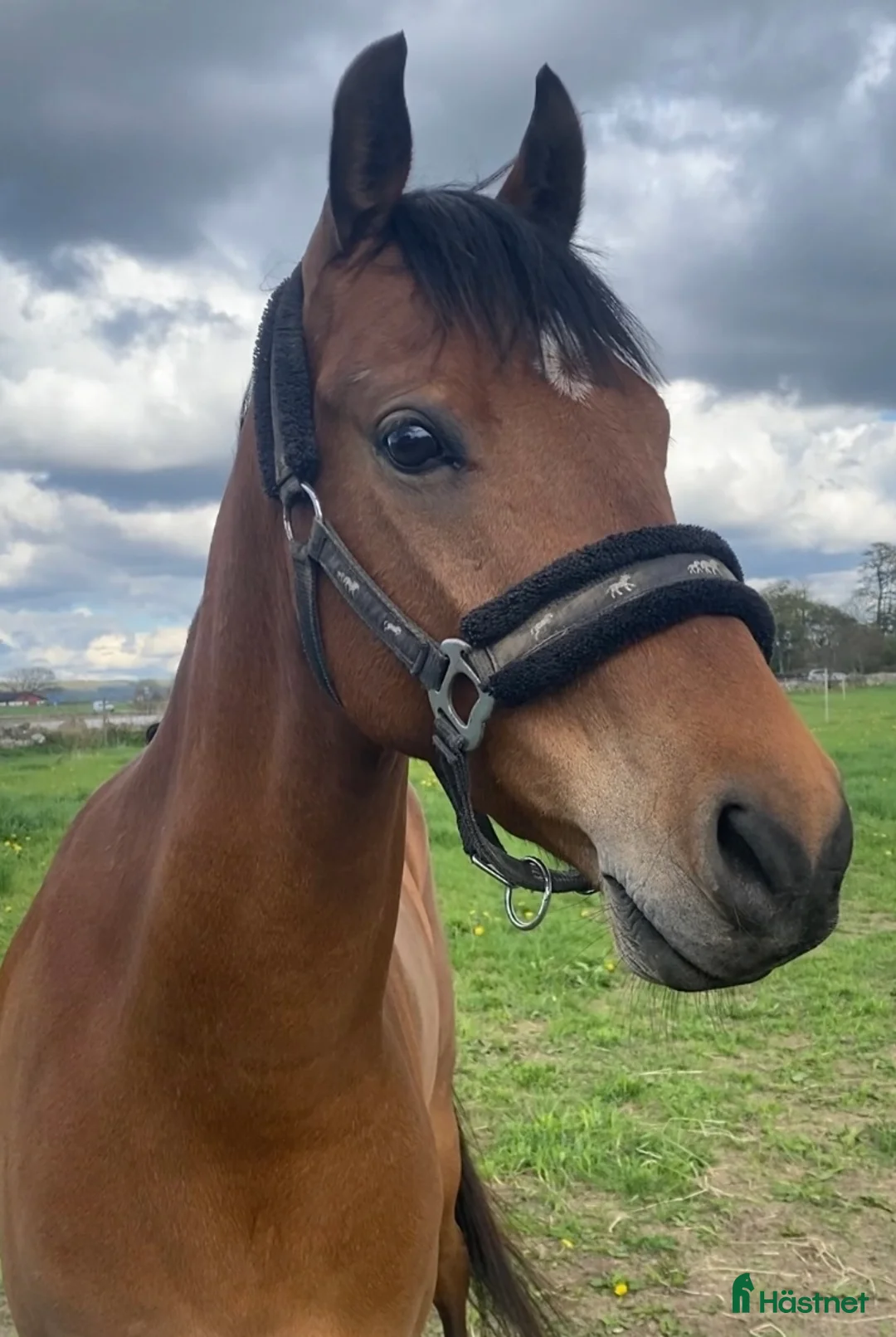 Allround hästar till salu: ⭐️ Lovande allroundponny ⭐️ (nu annons med filmer) i Össjö - Annons 1