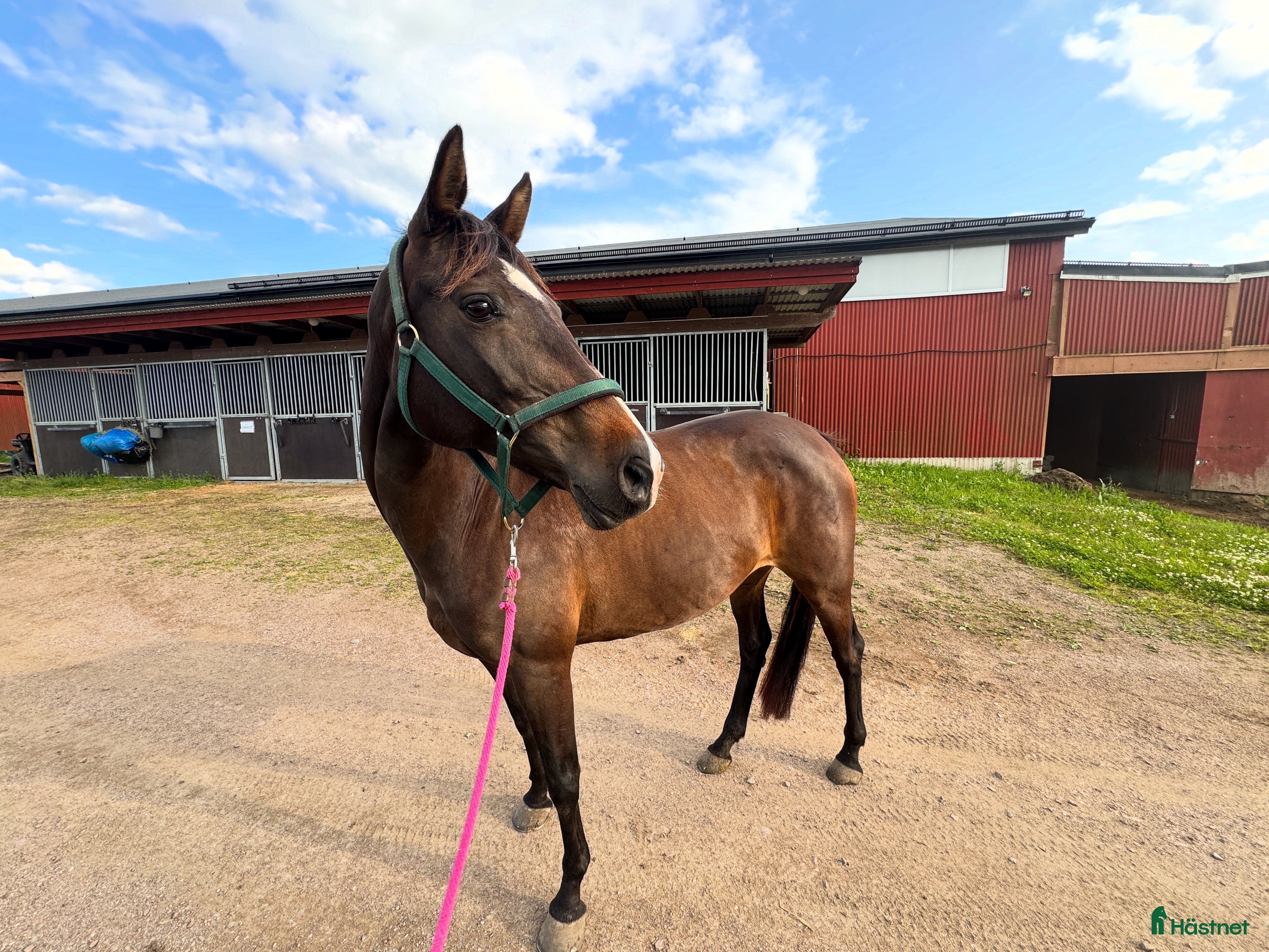 hästar Välutvecklad och Framåt i Köping - Annons 5