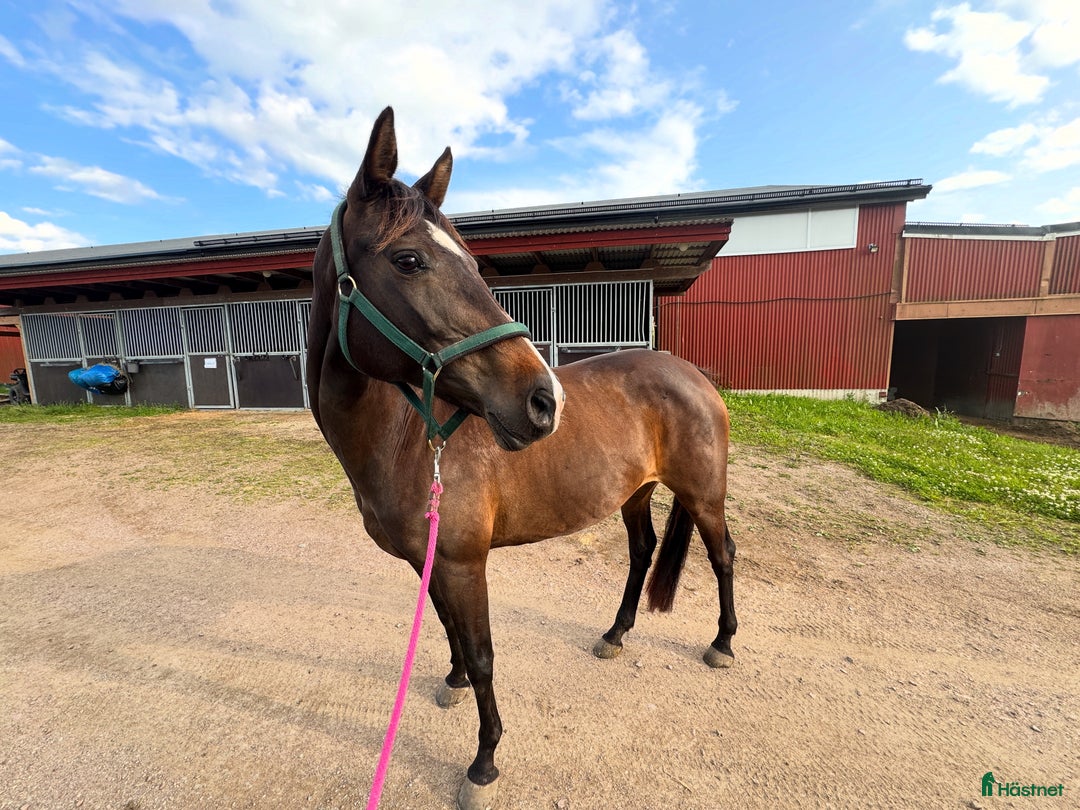 Allround hästar till salu: Välutvecklad och Framåt i Köping - Annons 1