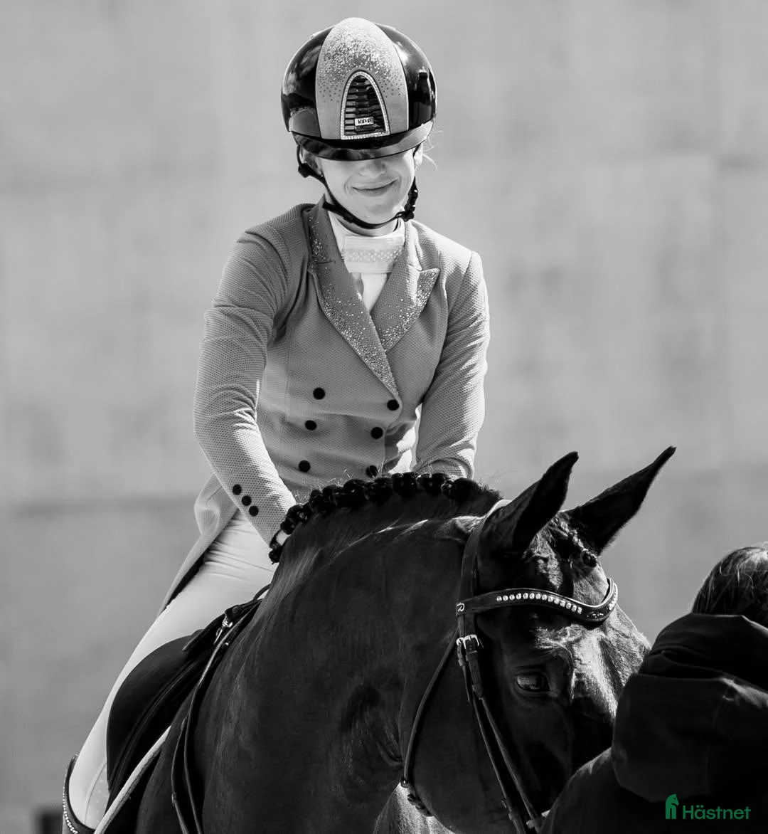 Allround hästar till salu: Fin 9-årig allroundhäst med hjärta och kapacitet  i Karlstad - Annons 5