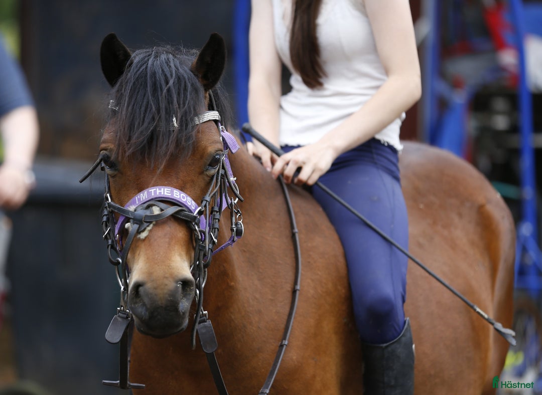 Allround hästar till salu: Ridet russto  i Borlänge - Annons 5