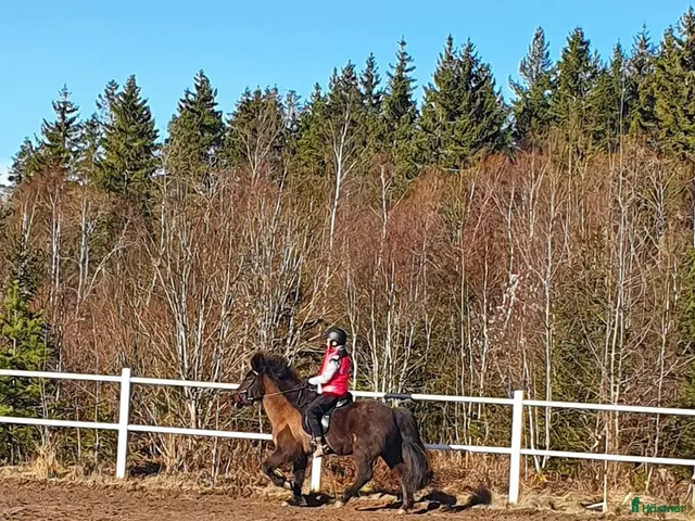 medryttarhäst sökes: Trygg medryttarhäst sökes - Annons 1