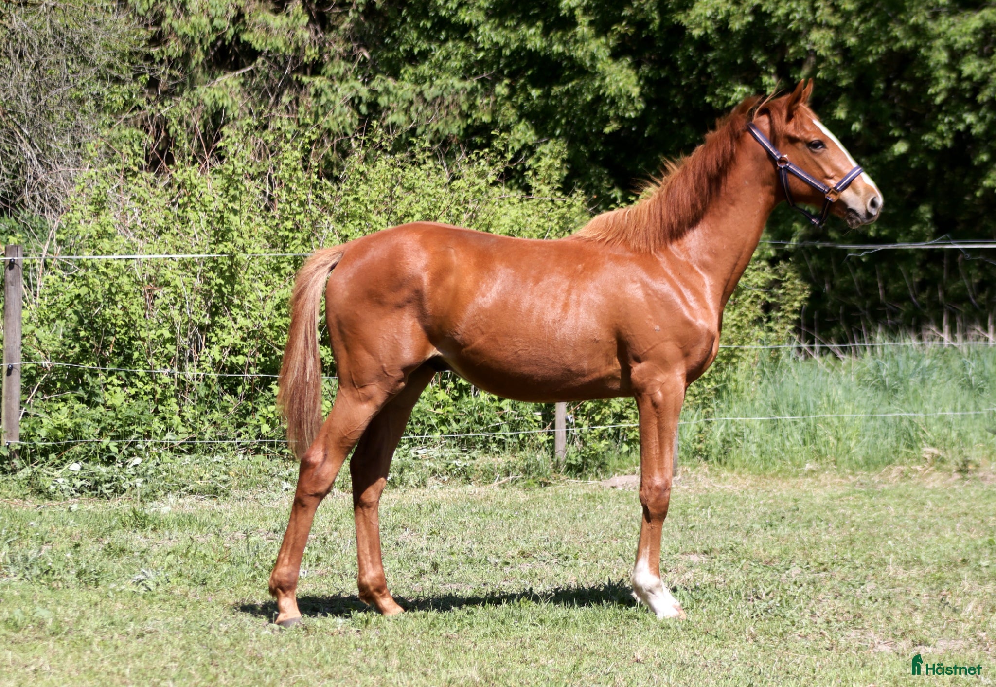  hästar 1 års fuldblods hingst  - Annons 2