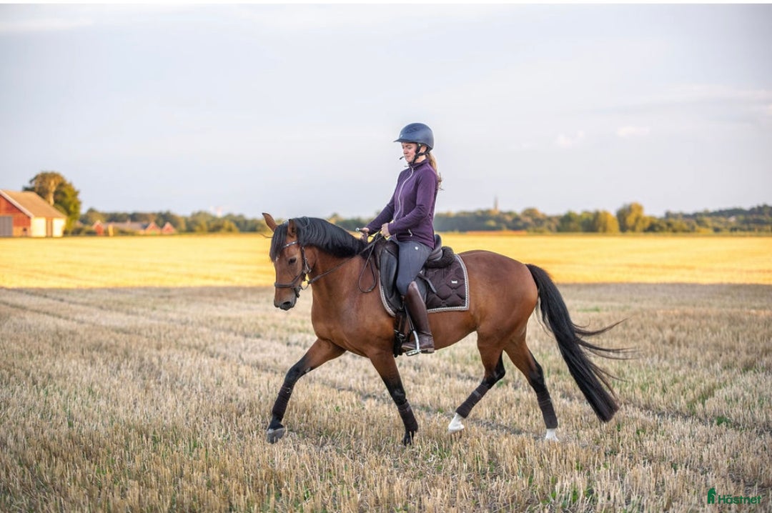 Dressyr hästar till salu: Lovande FEI-ponny i Lund - Annons 7