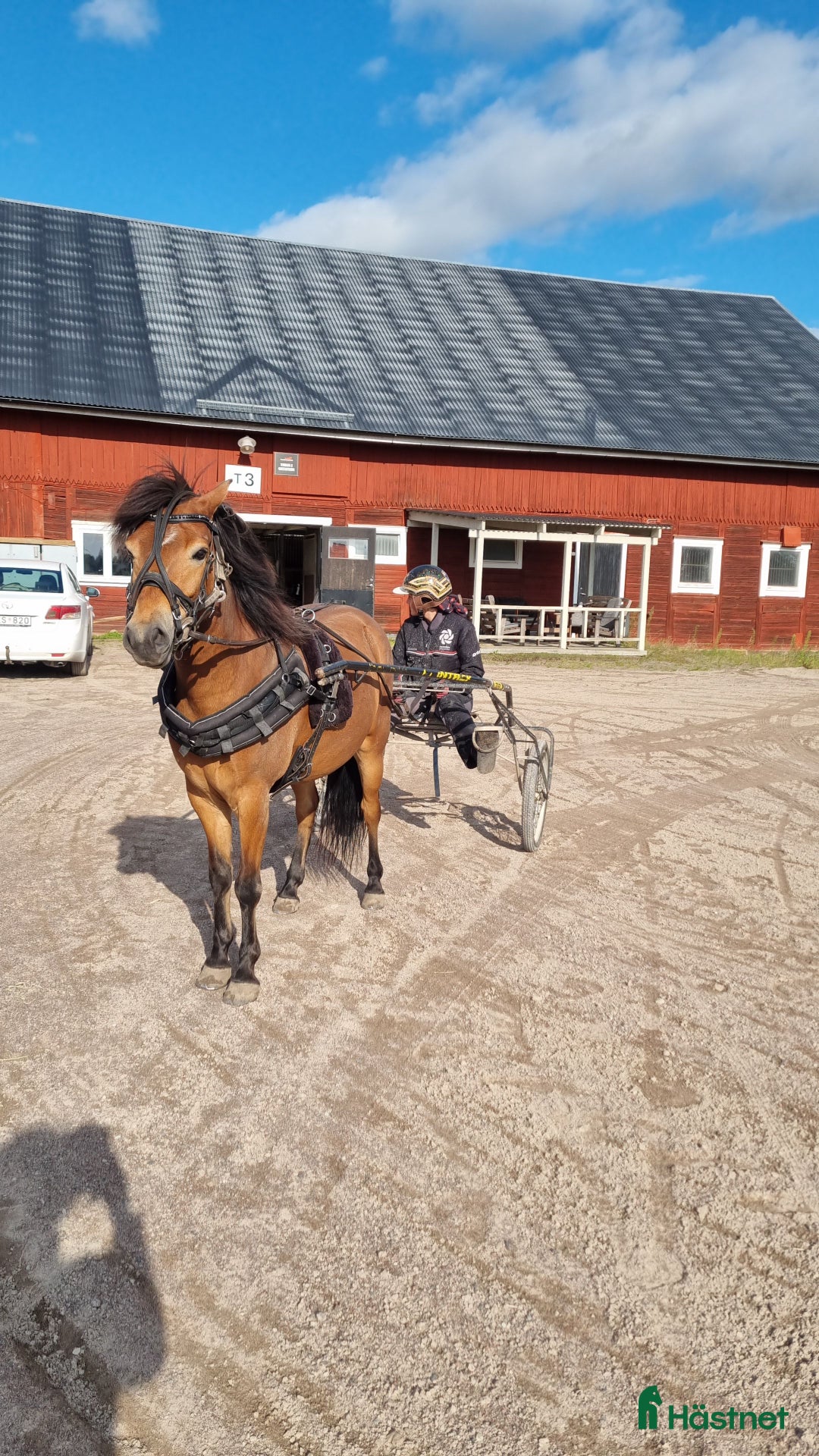 Allround hästar till salu: Wilse behöver hitta sin person . Gärna ponnytrav i Mjölby - Annons 2