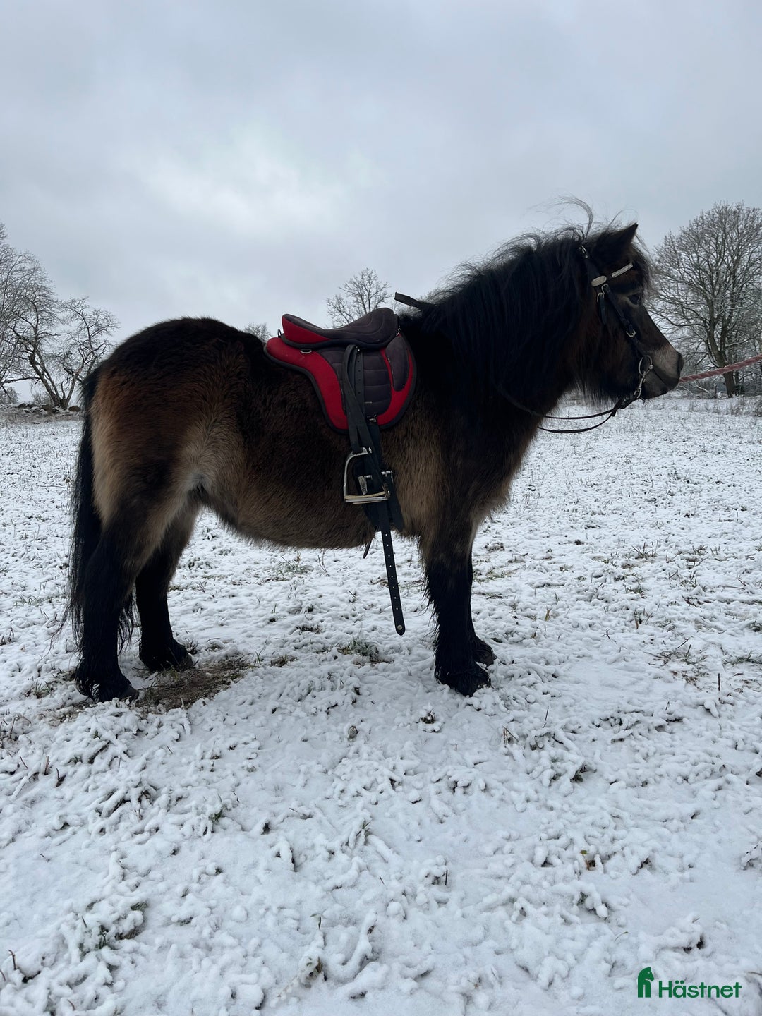 Allround hästar till salu: Diplomsto  i Tranås - Annons 2