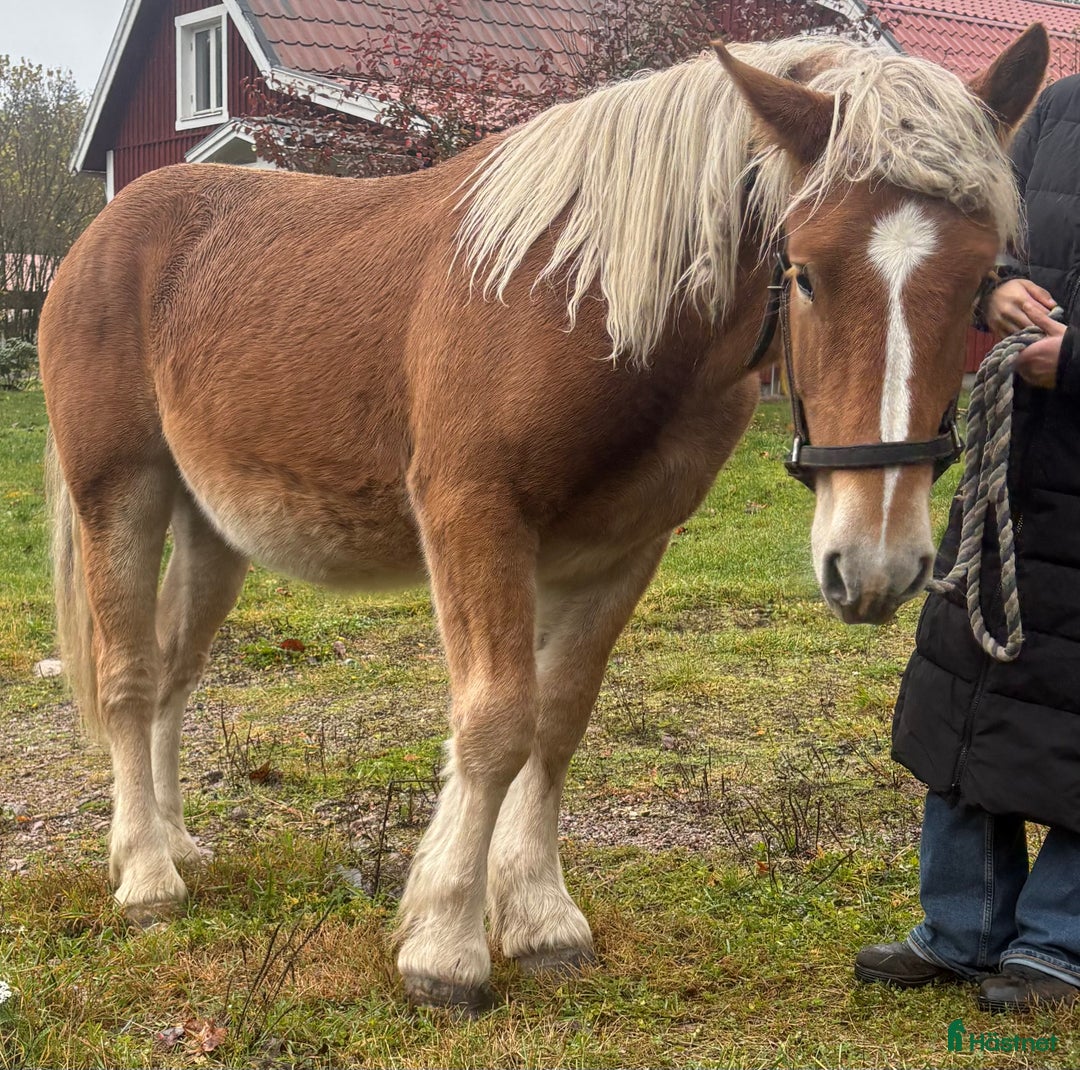 Allround hästar till salu: Fjord & Russ i Ulrika - Annons 5
