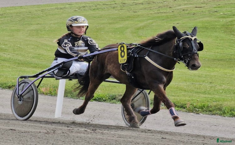  hästar i Visby - Annons 3