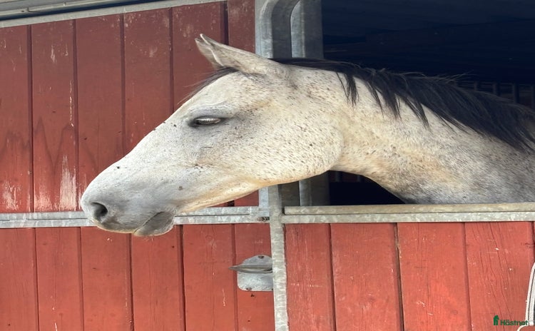  hästar i Gålö - Annons 15