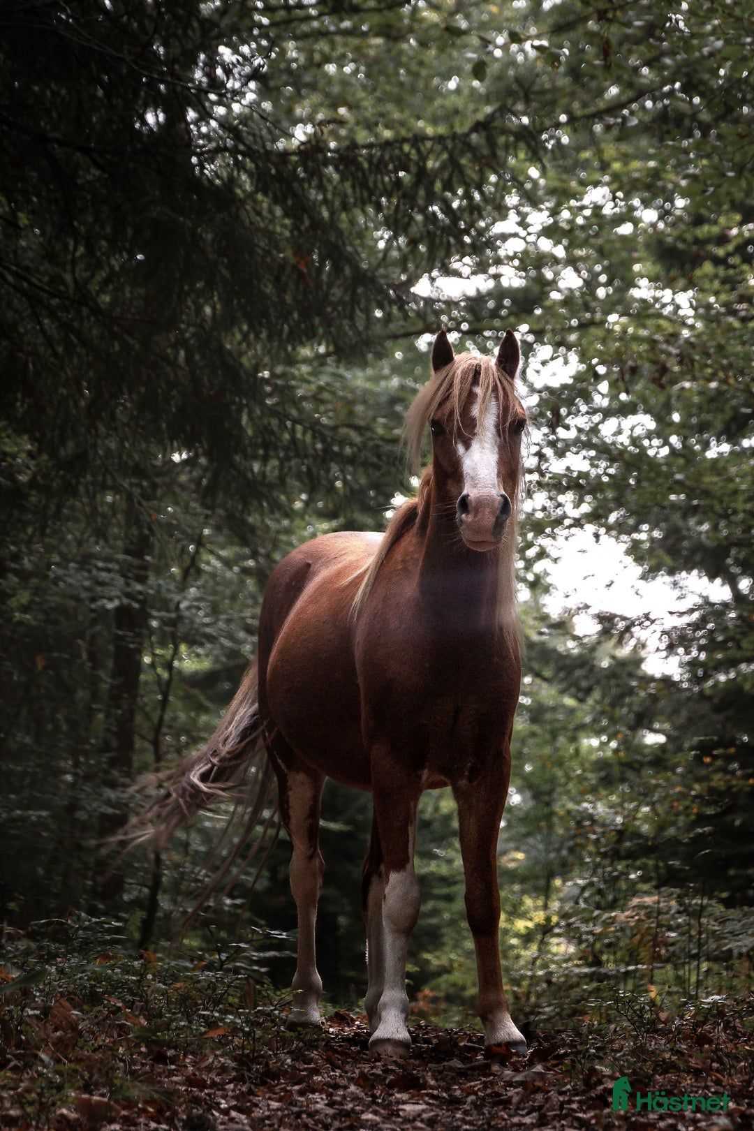 Allround hästar till salu: Monty i Lidhult - Bild 6