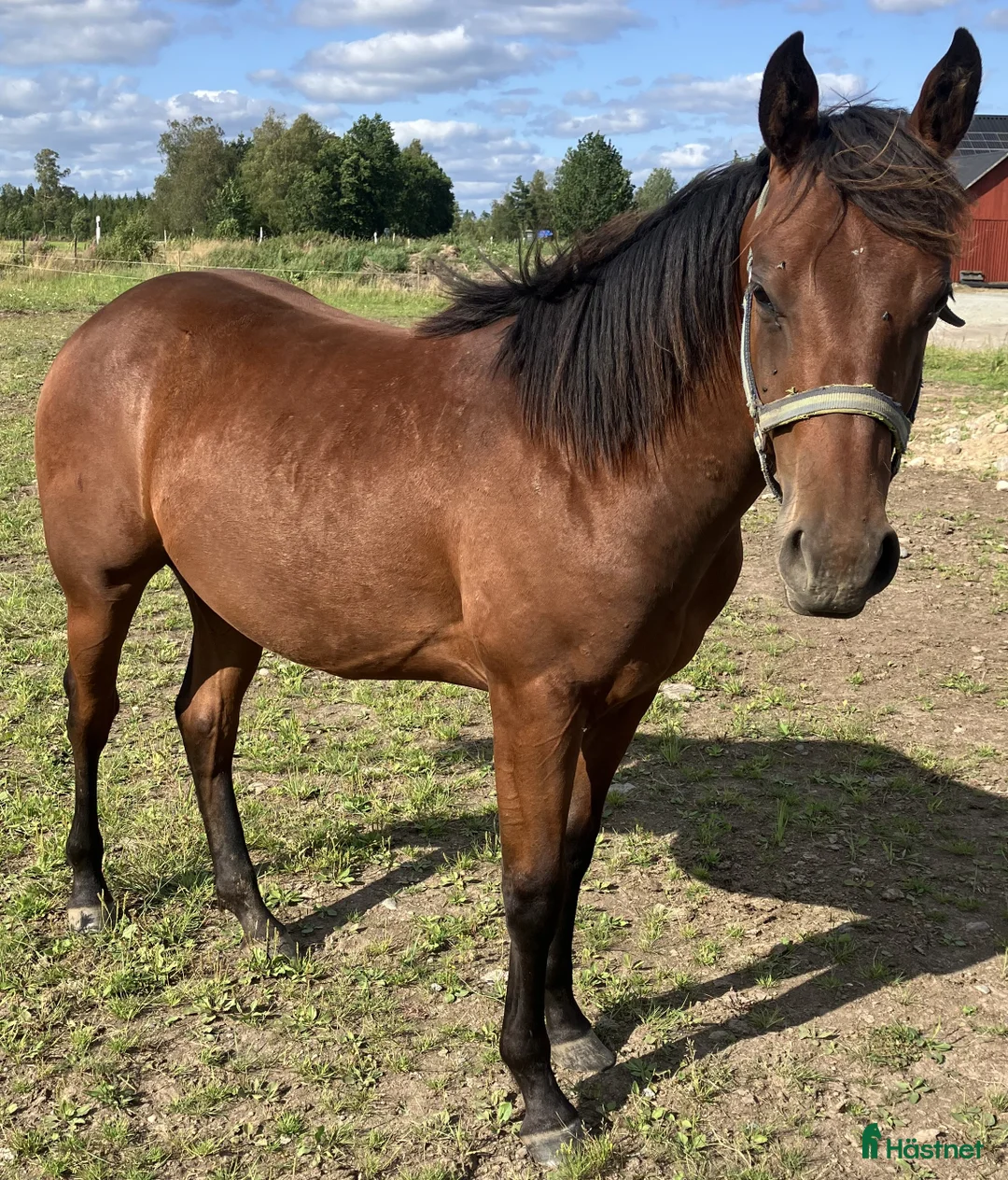 Western hästar till salu: DC Boom Be Great i Sävsjö - Annons 3