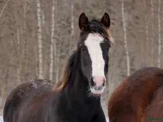 hästar Vackert tecknat stoföl efter Esmeraldo - Annons 4