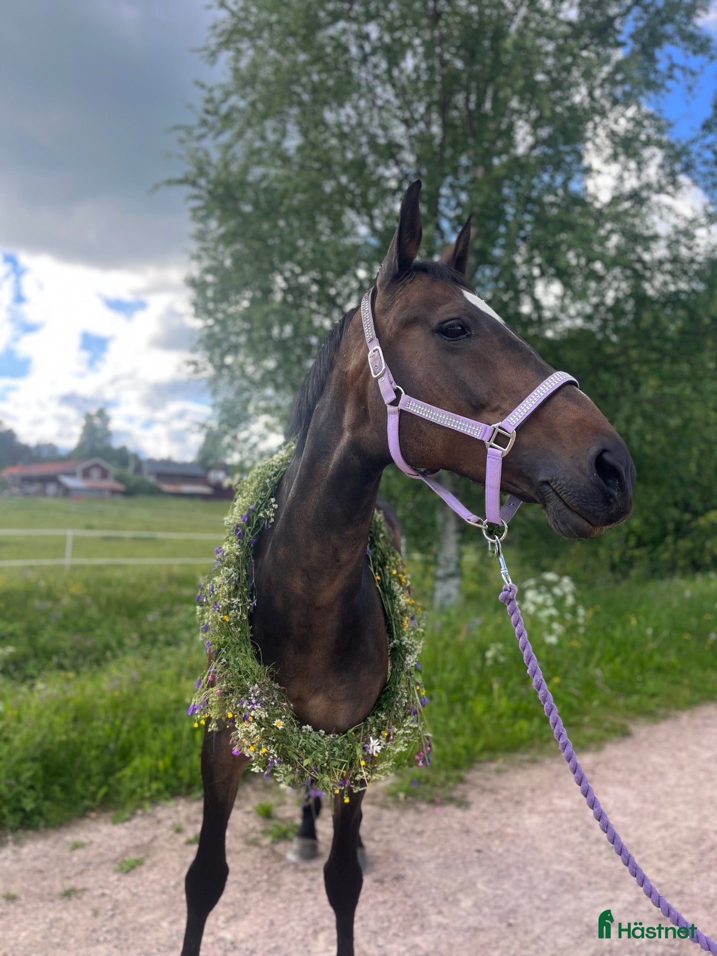  hästar Lyxig allroundhäst och bästavän - Annons 18