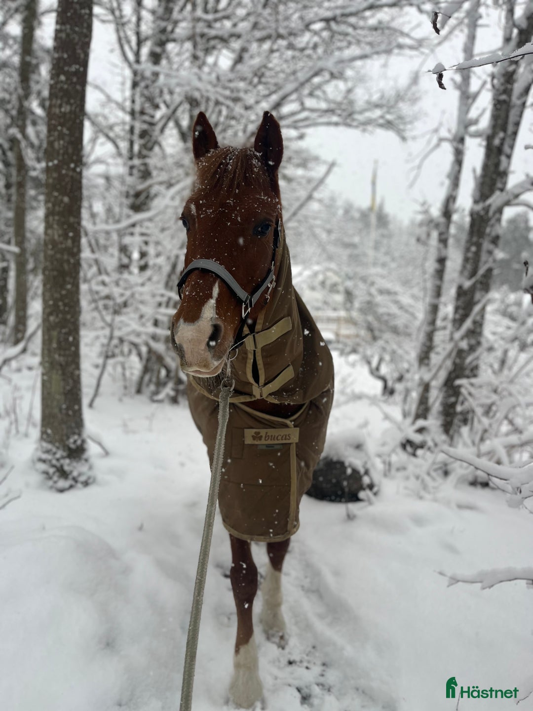 Allround hästar till salu: Rosettplockare och multitalang  i Gusum - Annons 3