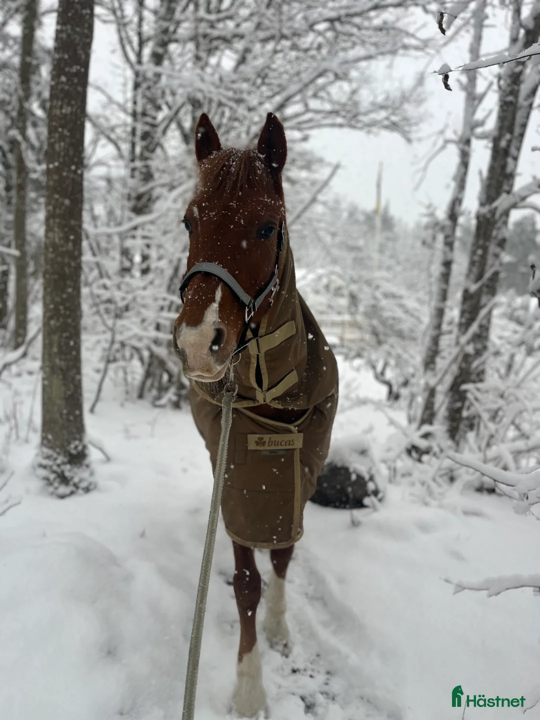 Allround hästar till salu: Läromästare och rosettplockare💕 - Annons 3