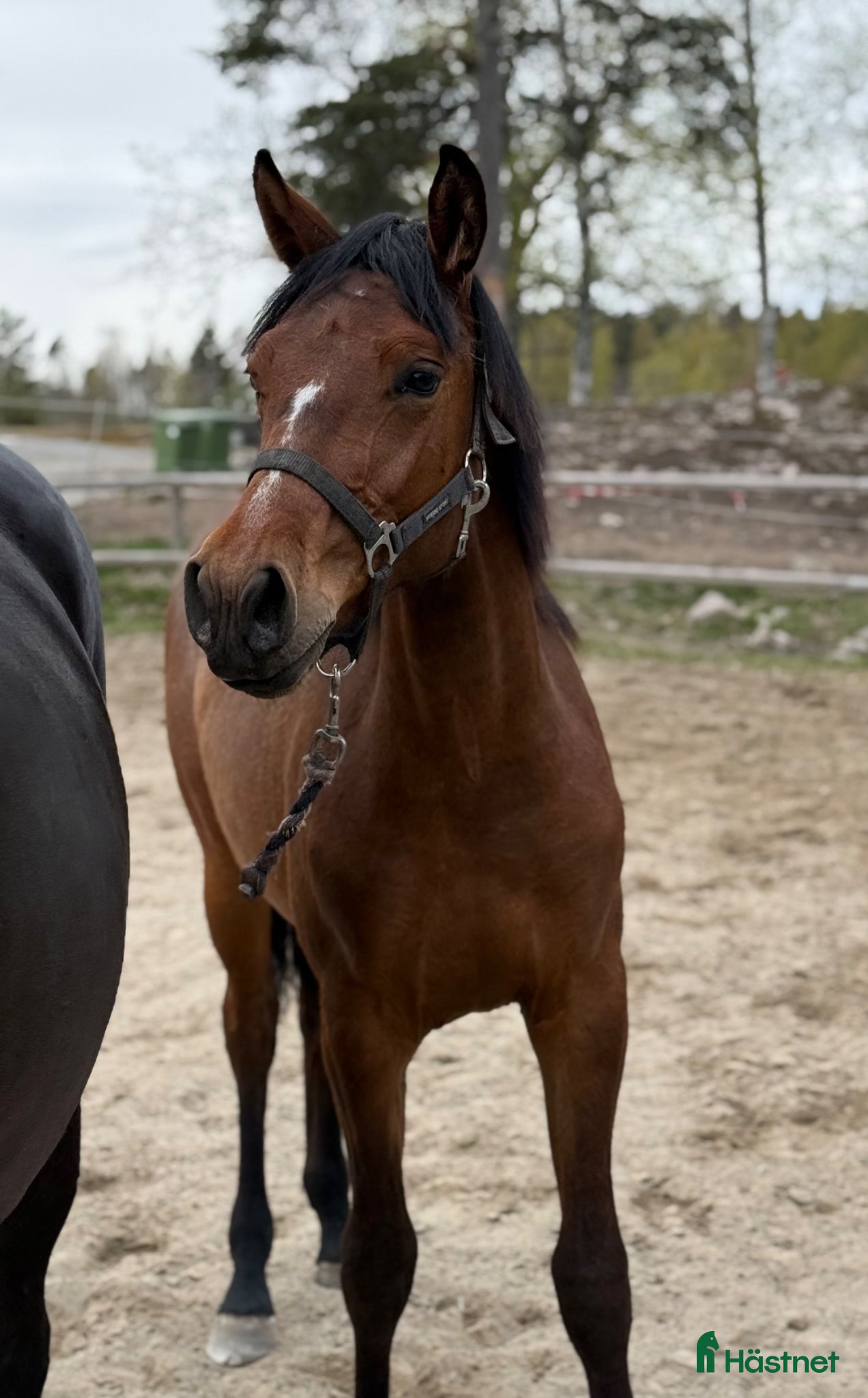  hästar Tuff toppstammad åring  - Annons 6