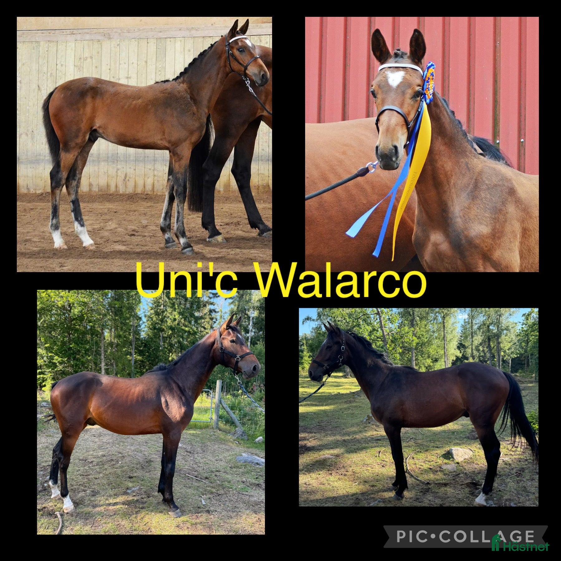  hästar Trevlig 3-åring i Vissefjärda - Annons 3