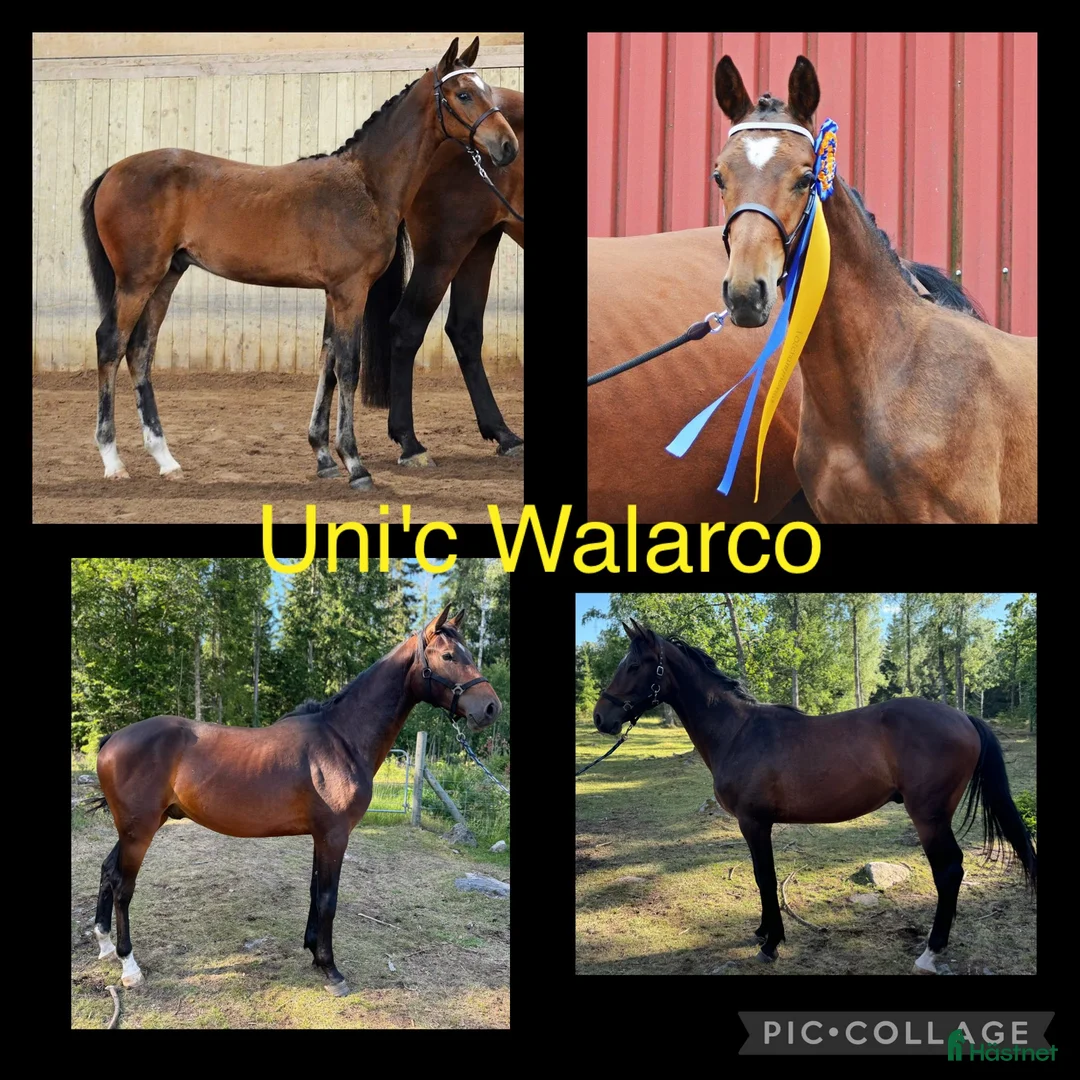 Allround hästar till salu: Trevlig 3-åring i Vissefjärda - Annons 1