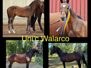 hästar Trevlig 3-åring i Vissefjärda - Annons 3