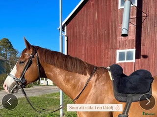 Sadlar hästutrustning till salu: Horsedream i Umeå - Annons 2