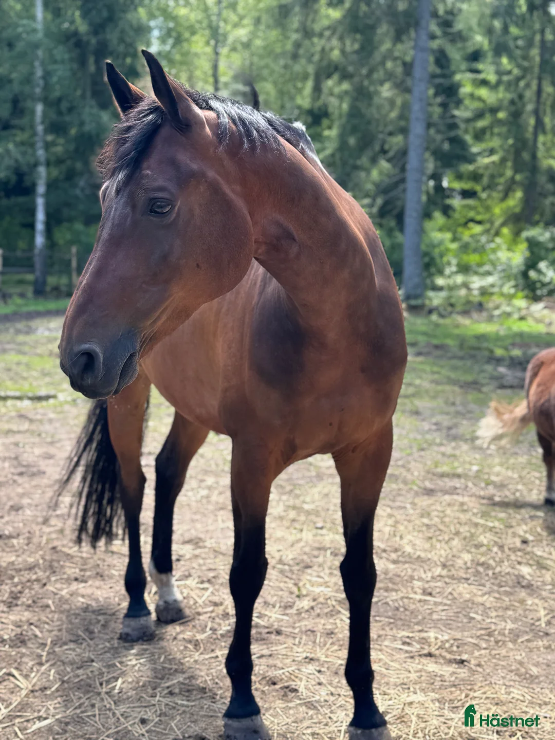 Allround hästar till salu: Sund, erfaren, trygg Allroundhäst  - Annons 1