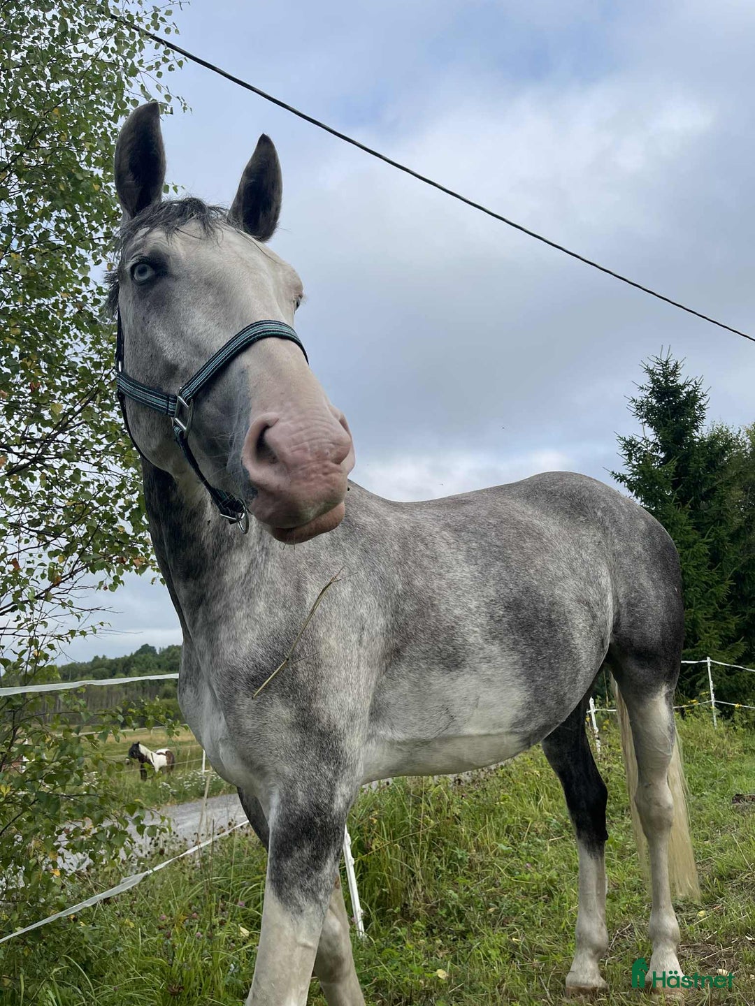 Allround hästar till salu: Vackert sto söker tuff ryttare i Härnösand - Annons 1