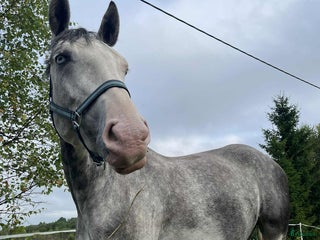 hästar Vackert sto söker tuff ryttare i Härnösand - Annons 5